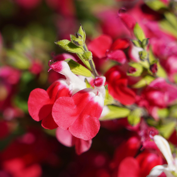 Sauge à petites feuilles 'Grahamii' - Salvia microphylla 'Grahamii'