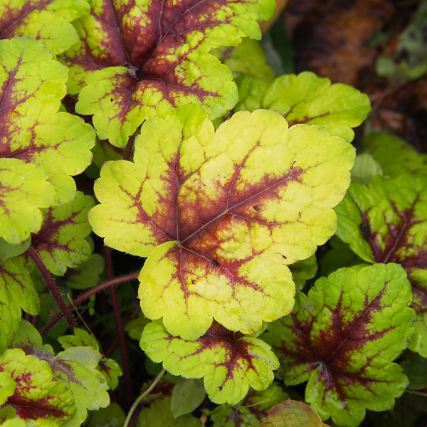 Heuchère 'Art Nouveau' -  Heucherella 'Art Nouveau'
