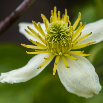 Clématite des montagnes 'Wilsonii' - Clematis montana 'Wilsonii'