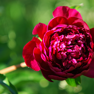 Pivoine Lactiflora Françoise Ortegat - Paeonia x Lactiflora Françoise Ortegat