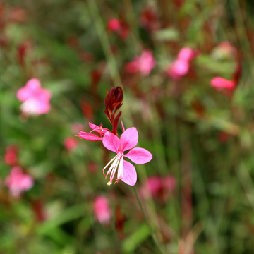 Gaura Lindh. 'Butterfly Rose'