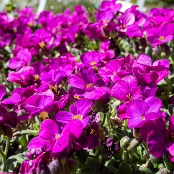 Arabette du Caucase 'Rosea' - Arabis caucasica 'Rosea'