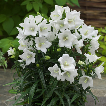 Campanula Pers. 'Takion White'