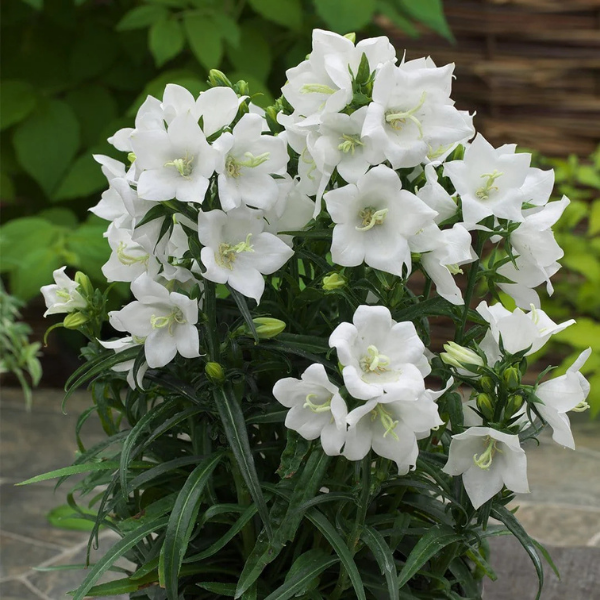 Campanula Pers. 'Takion White'