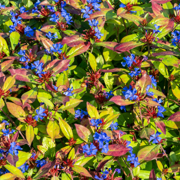 Plumbago rampant - Ceratostigma plumbaginoides