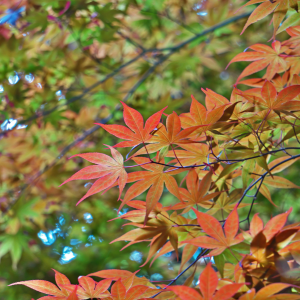 Acer Palmatum Sangokaku