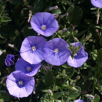Liseron de mauritanie bleu - Convolvulus mauritanicus