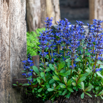 Bugle rampant 'Chocolate Chips' - Ajuga reptans 'Chocolate Chips'