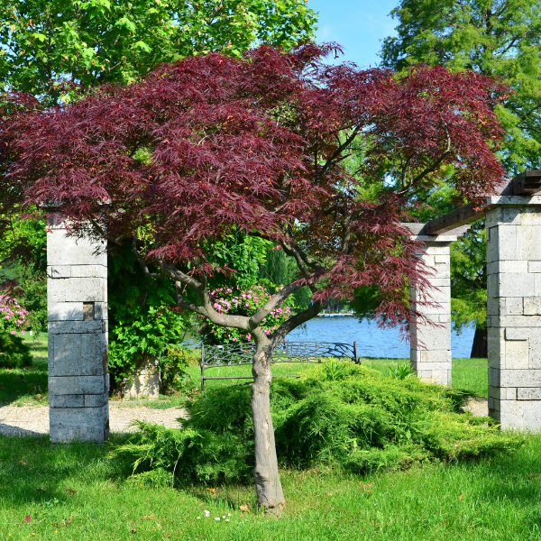 Érable du Japon 'Peve Dave' - Acer palmatum 'Peve Dave'