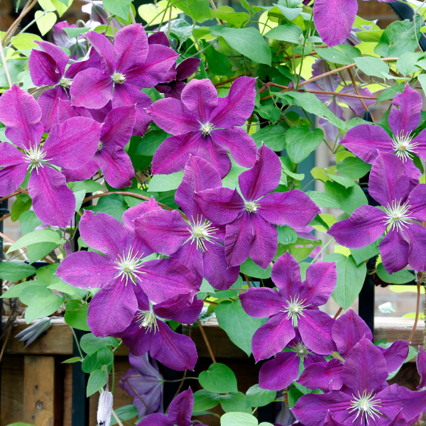 Clematis 'Romantika' - Clematis 'Romantika'