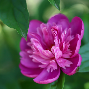 Pivoine Lactiflora Edulis Superba -  Paeonia x lactiflora Edulis Superba