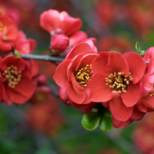 Cognassier du Japon varié - Chaenomeles x japonica varié