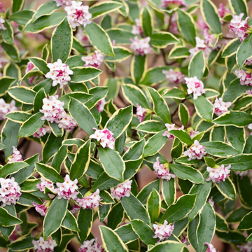 Bois-joli odorant 'Aureomarginata' -  Daphne odora 'Aureomarginata'