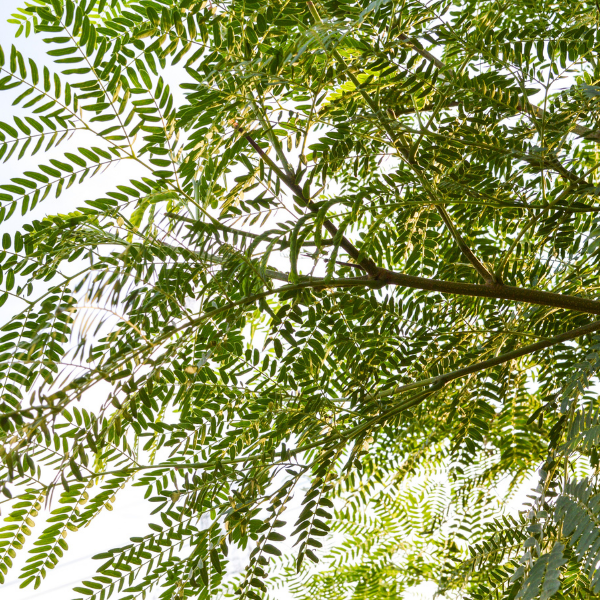 Robinier faux acacia 'Umbraculifera', Acacia boule - Robinia pseudoacacia 'Umbraculifera'