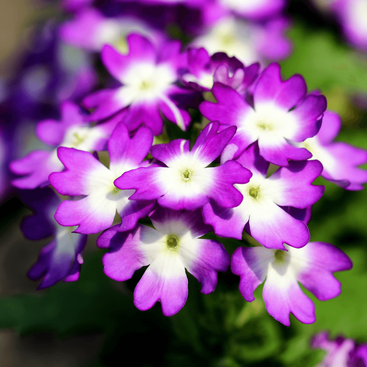 Verveine Lanai Bleu Twister - FLEURANDIE