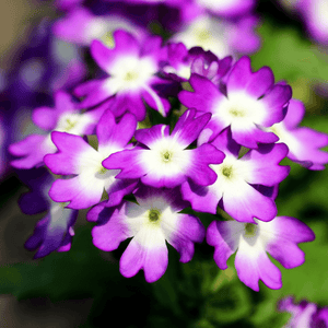 Verveine Lanai Bleu Twister - FLEURANDIE