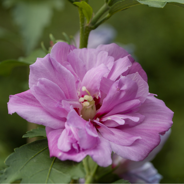 Hibiscus Syriacus Eruption PBR