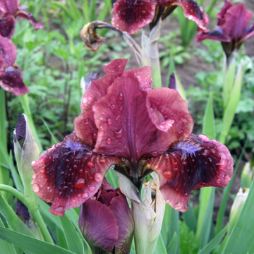 Iris des jardins 'Royal Tapestry' - Iris germanica 'Royal Tapestry'