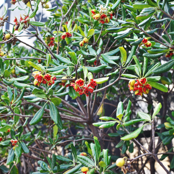 Pittosporum tobira - Pittosporum tobira