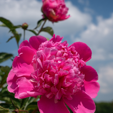 Pivoine de Chine 'Bouquet Perfect' - Paeonia lactiflora 'Bouquet Perfect'