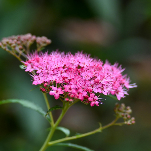 Spirée japonaise 'Crispa' - Spiraea japonica 'Crispa'