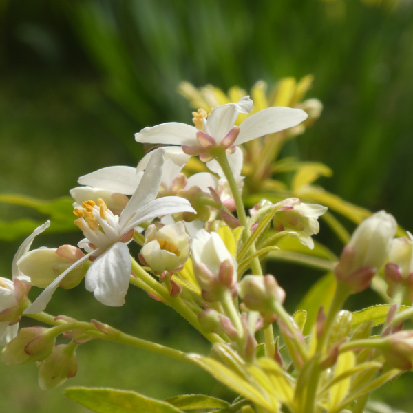 Oranger du Mexique 'Aztec Pearl'