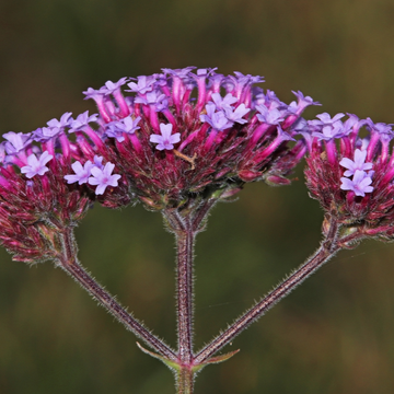 Verveine de Buenos Aires lavande -  bonariensis lollipop