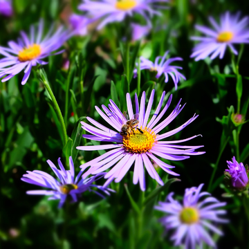 Oeil De Christ 'Rudolph Goethe' - Aster Amellus 'Rudolph Goethe'