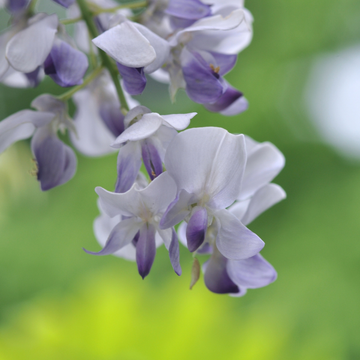 Glycine Floribunda - Wisteria Floribunda