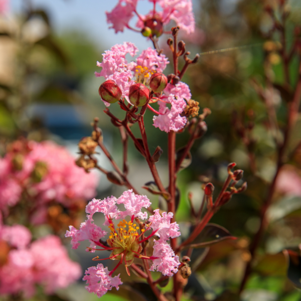 Lilas des Indes 'Pink Grand Sud' - Lagerstroemia indica 'Pink Grand Sud'