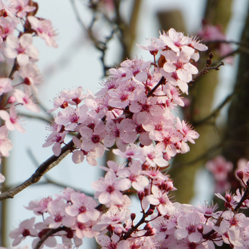 Prunus cerasifera