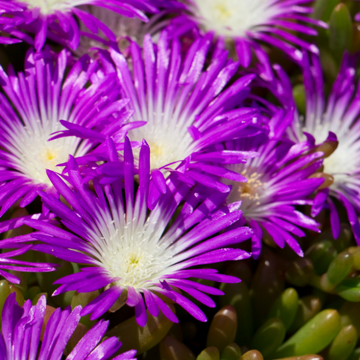Pourpier 'Wheels of Wonder Violet' - Delosperma 'Wheels of Wonder Violet'
