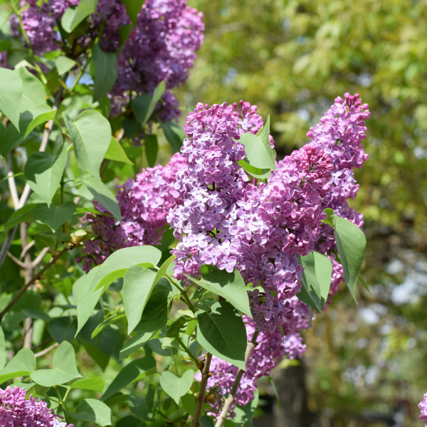 Lilas commun Esther Staley - Syringa vulgaris Esther Staley