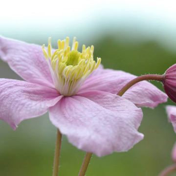 Clématite des montagnes 'Mayleen'- Clematis montana 'Mayleen'