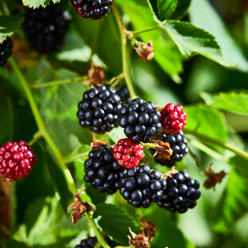 Ronce 'Thornless Evergreen' - Rubus 'Thornless Evergreen'