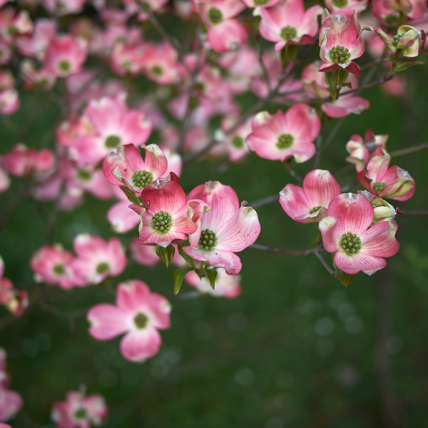 Cornouiller à Fleur Rose - Cornus Stellar Pink