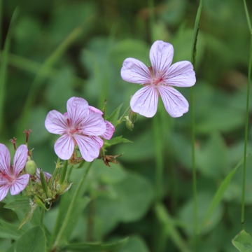 Géranium vivace d'Endress - Geranium endressii