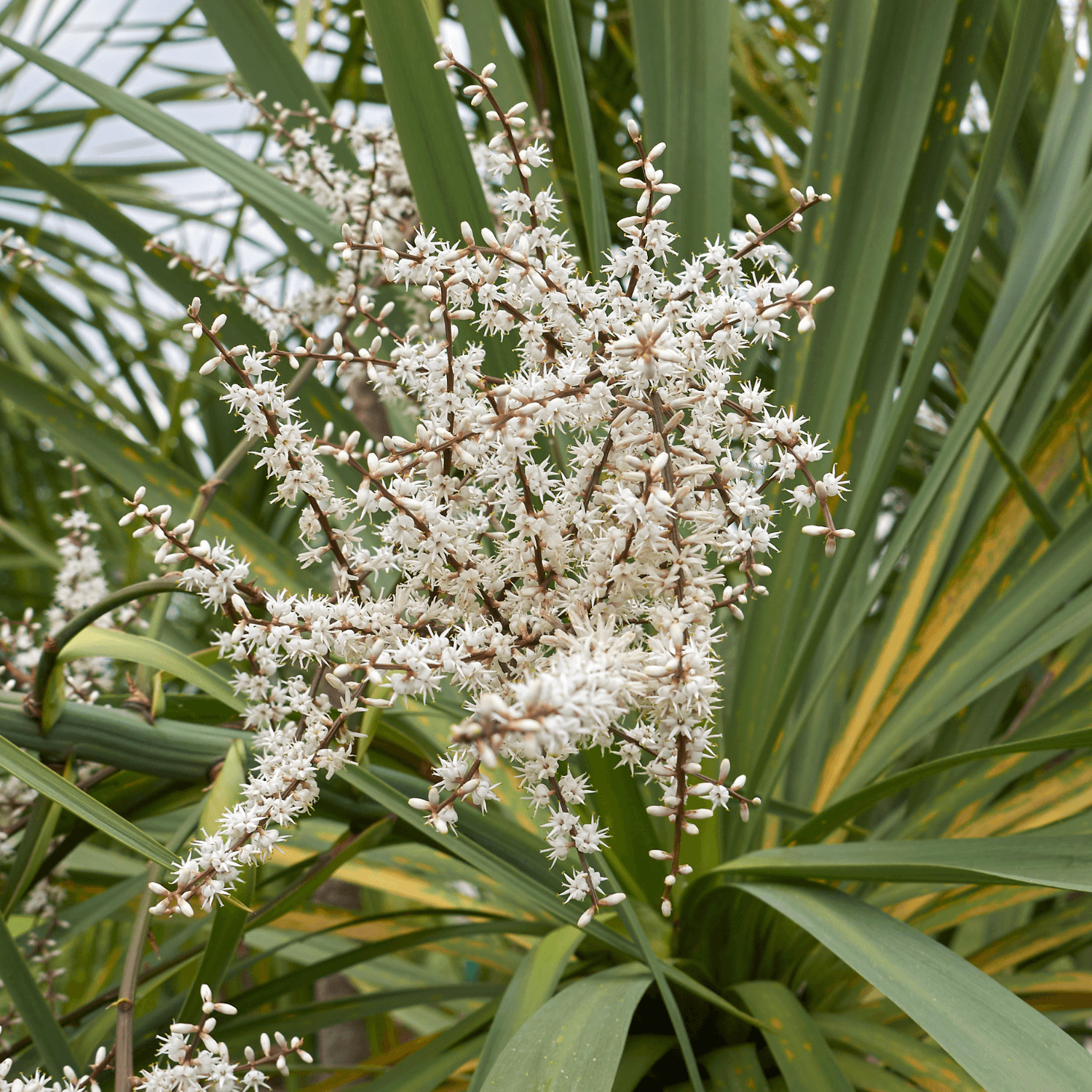 Cordyline australe - Cordyline australis - FLEURANDIE