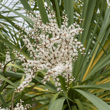 Cordyline australe - Cordyline australis