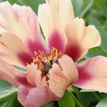 Pivoine de Chine 'Orange Victory' - Paeonia lactiflora 'Orange Victory'