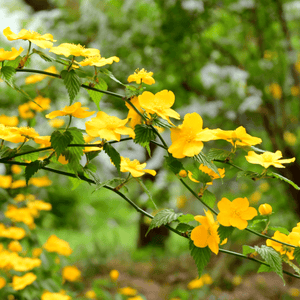 Corète du Japon 'Pleniflora' - Kerria Japonica 'Pleniflora' - FLEURANDIE