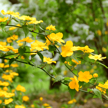 Corète du Japon 'Pleniflora' - Kerria Japonica 'Pleniflora'