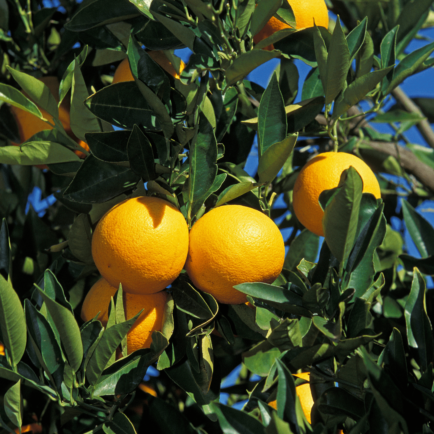 Oranger - Citrus sinensis - FLEURANDIE