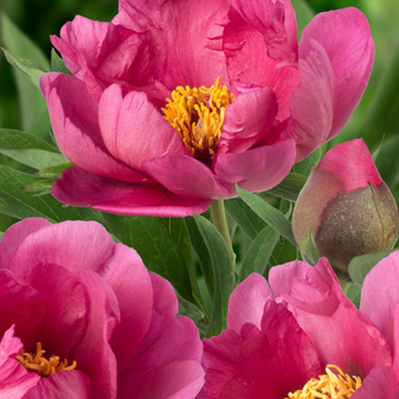 Pivoine Itoh 'Pink Ardour' - Paeonia Itoh 'Pink Ardour'