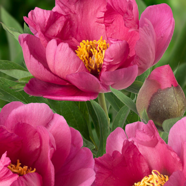 Pivoine Itoh 'Pink Ardour' - Paeonia Itoh 'Pink Ardour'