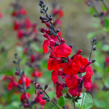 Sauge buissonnante rouge - Salvia x jamensis flammenn