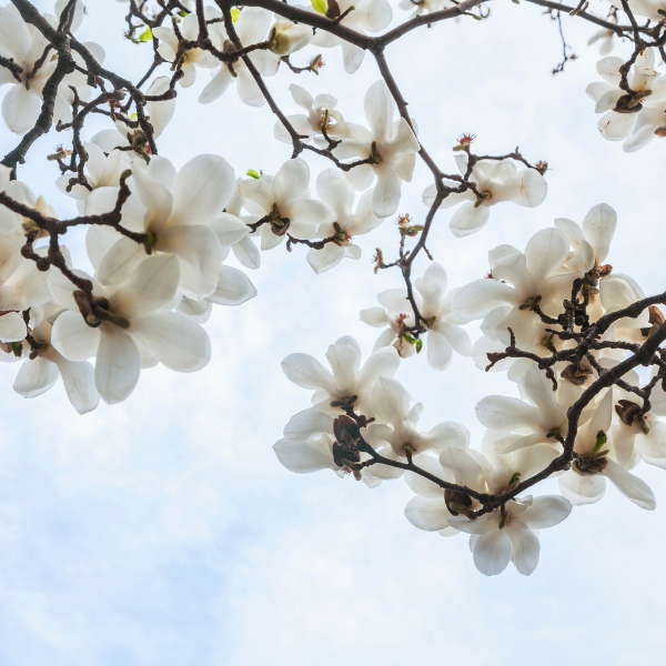 Magnolia 'Fairy Cream'® Michelia - Magnolia 'Fairy Cream® Michelia'