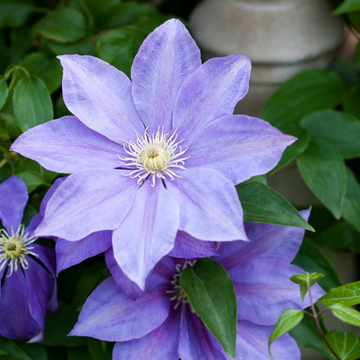Clematis Général Sikorski