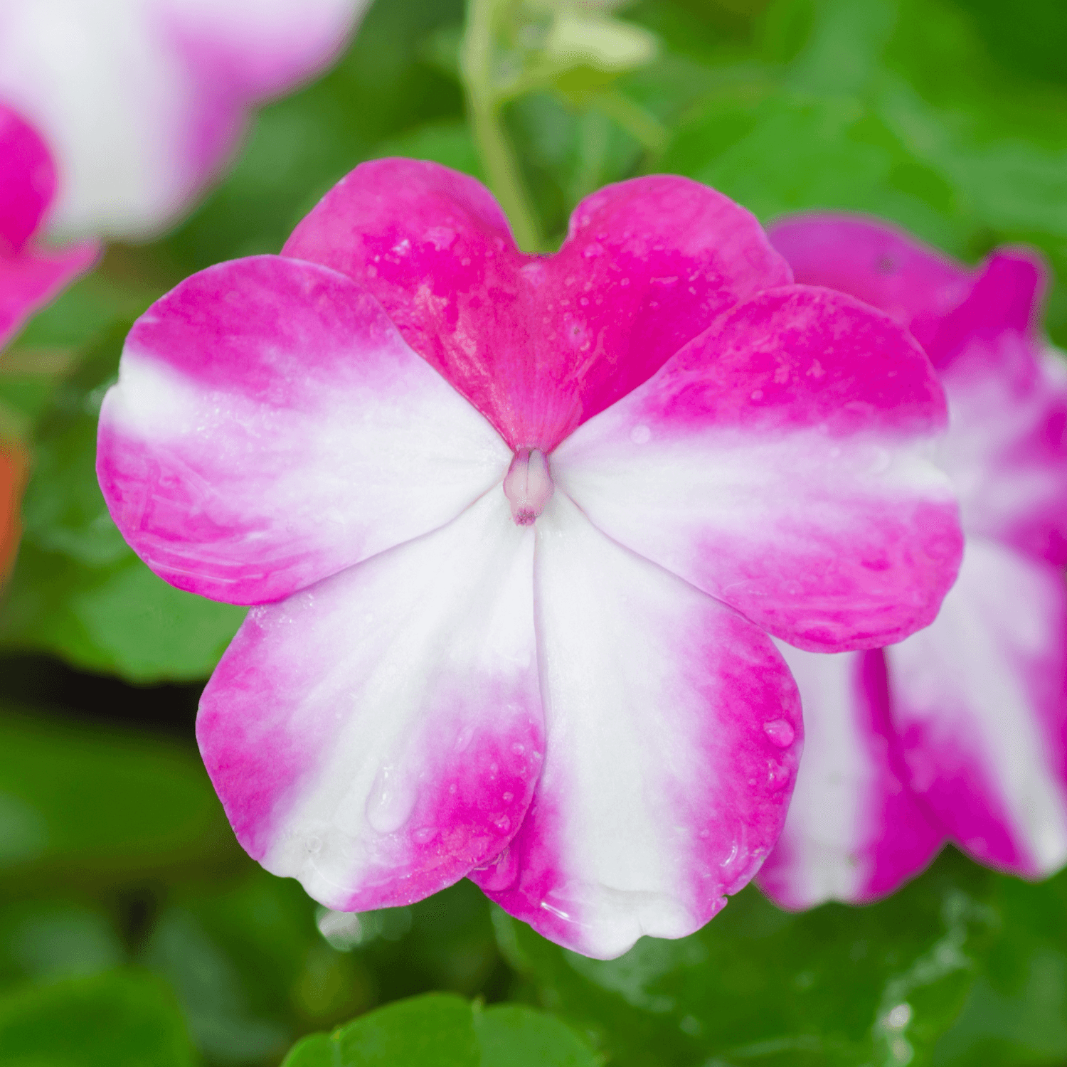 Impatiens Fiesta - FLEURANDIE