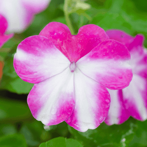Impatiens Fiesta - FLEURANDIE